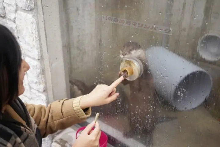 水獺小手碰大手