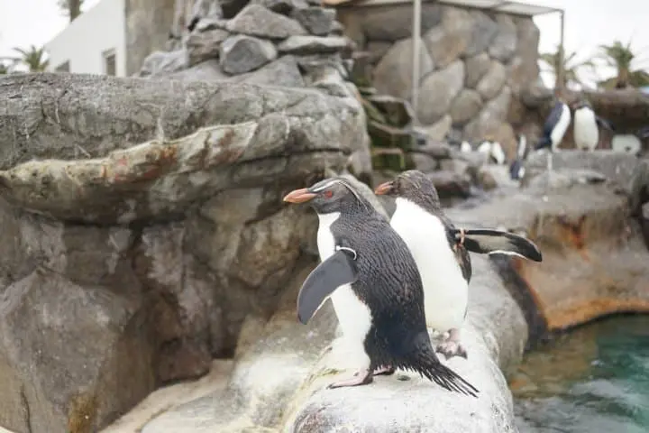 京急油壺海洋公園企鵝