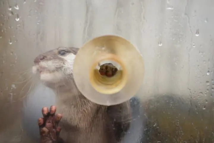 京急油壺海洋公園水獺