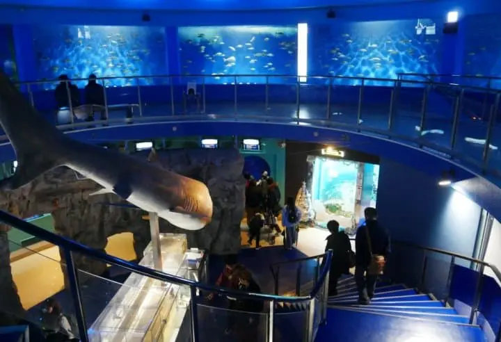 京急油壺海洋公園迴游水槽