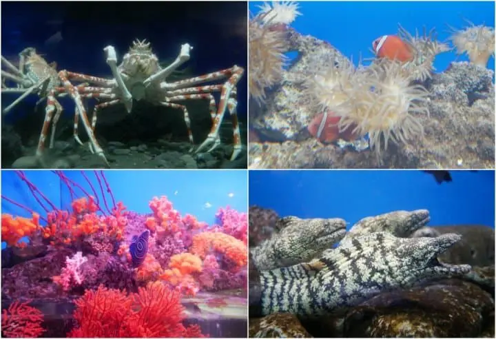 京急油壺海洋公園