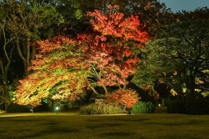 Japan's Seasons in Photos - November