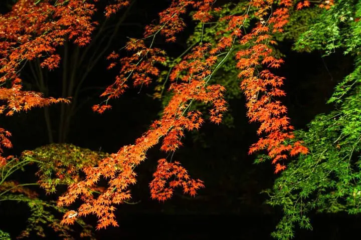 Japan's Seasons in Photos - November