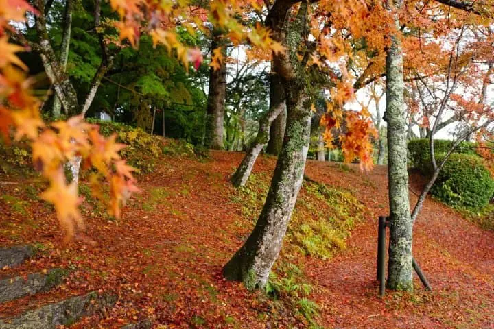 Japan's Seasons in Photos - November