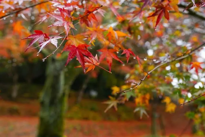 Japan's Seasons in Photos - November