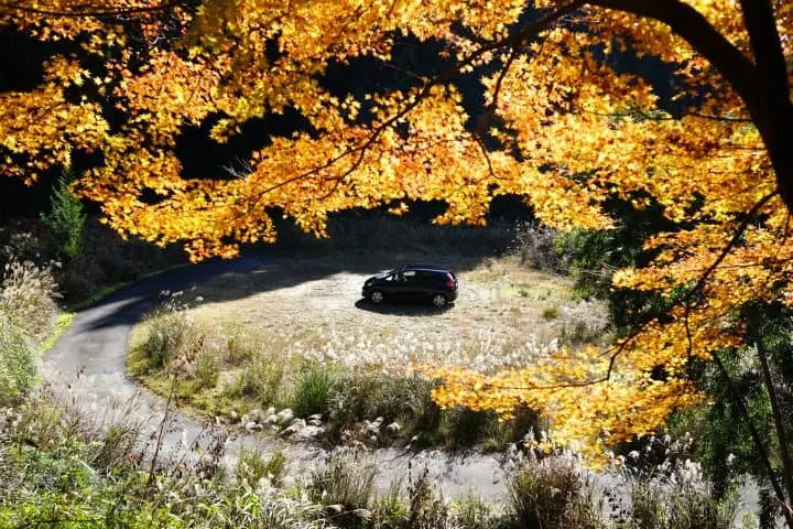 Japan's Seasons in Photos - November