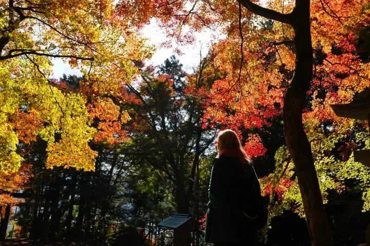 Japan's Seasons in Photos - November