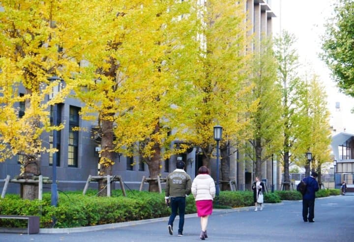 早稻田大學銀杏