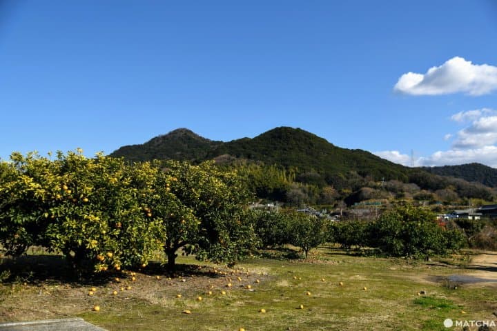 父母ヶ浜のサイクリング