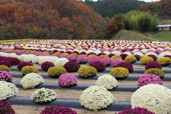 รวมที่เที่ยว สัมผัสธรรมชาติชนบทญี่ปุ่นที่