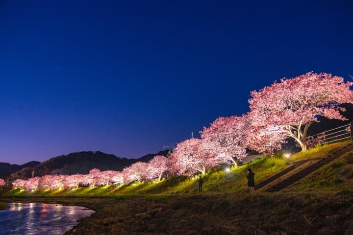 靜岡河津櫻_點燈_夜櫻