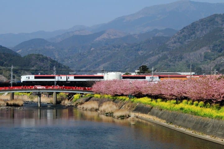 靜岡河津櫻_伊豆急行