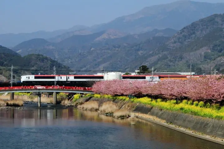 靜岡河津櫻_伊豆急行