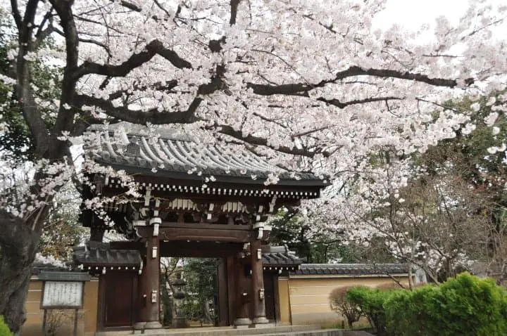 法明寺 池袋 櫻花