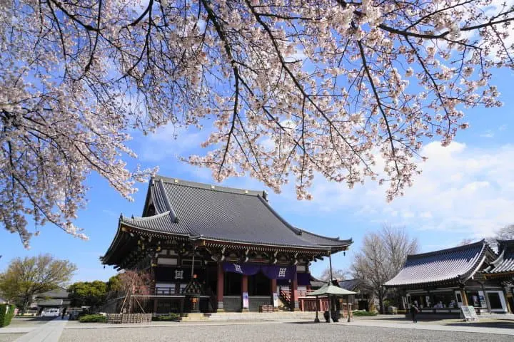 池上本門寺 櫻花