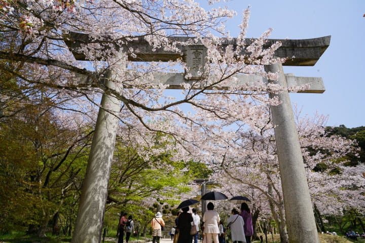 福岡賞櫻櫻花景點_太宰府竈門神社