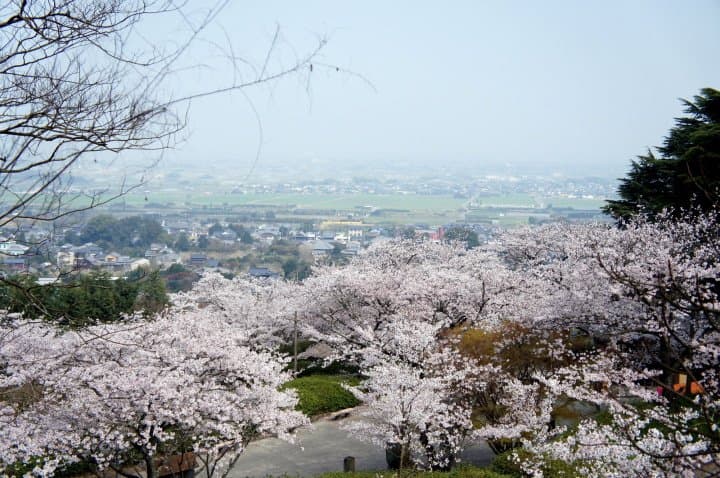 福岡賞櫻櫻花景點_久留米發心公園