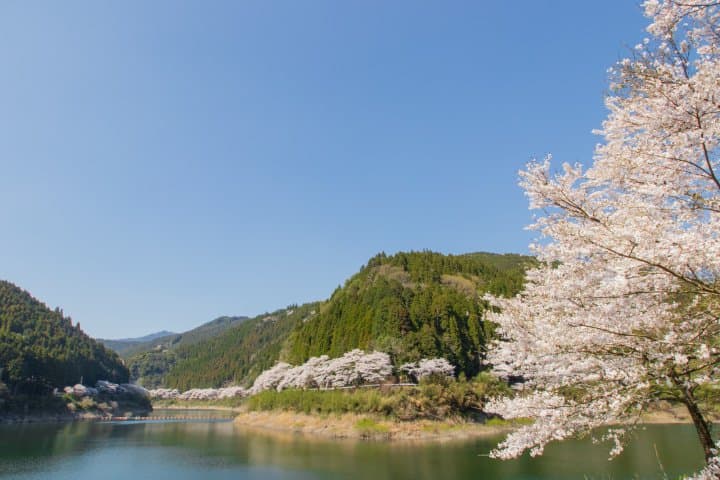 福岡賞櫻櫻花景點_八女市日向神水庫