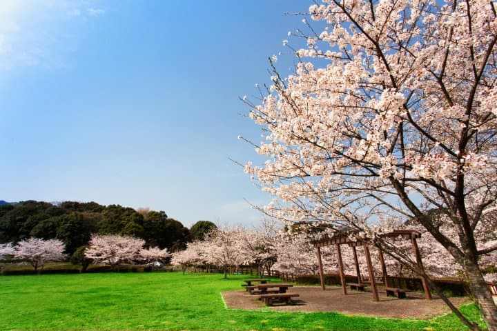 福岡賞櫻櫻花景點_飯塚市勝盛公園