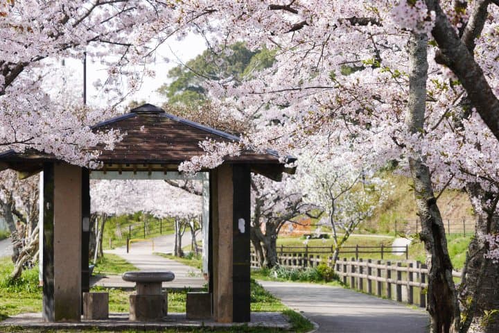福岡賞櫻櫻花景點_中間市垣生公園