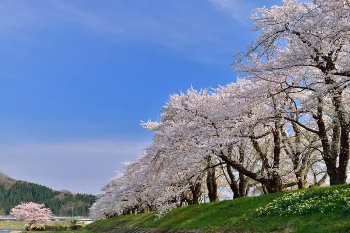 日本東北秋田賞櫻櫻花_檜木内川堤