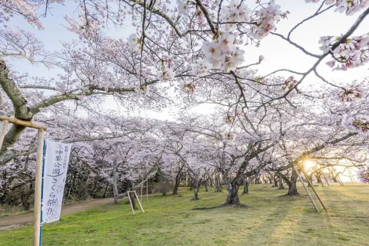 日本東北仙台賞櫻櫻花_三神峯公園
