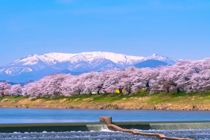 日本東北仙台賞櫻櫻花_白石川堤一目千本櫻