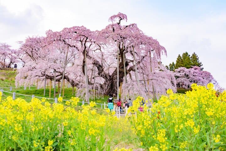 日本東北福島賞櫻櫻花_三春瀧櫻