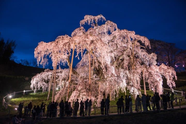 日本東北福島賞櫻櫻花_三春瀧櫻
