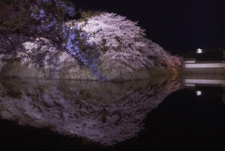 【日本の春】3月〜5月の桜の開花情報、気候、適した服装