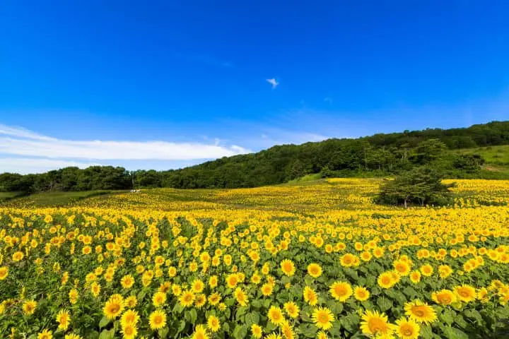 仙台福島會津若松自由行自駕遊_三之倉高原花畑花海_向日葵