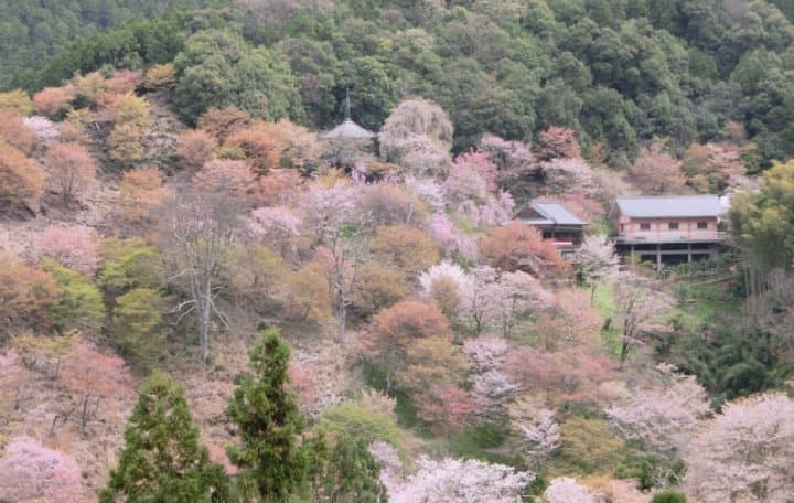 知るとさらにお花見が楽しい!桜の種類5選