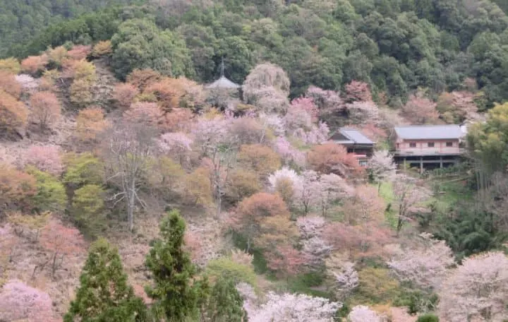 知るとさらにお花見が楽しい！桜の種類5選