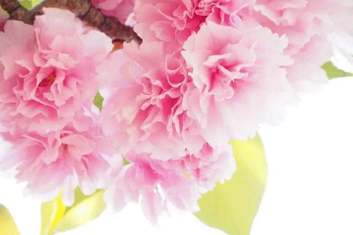 知るとさらにお花見が楽しい！桜の種類5選