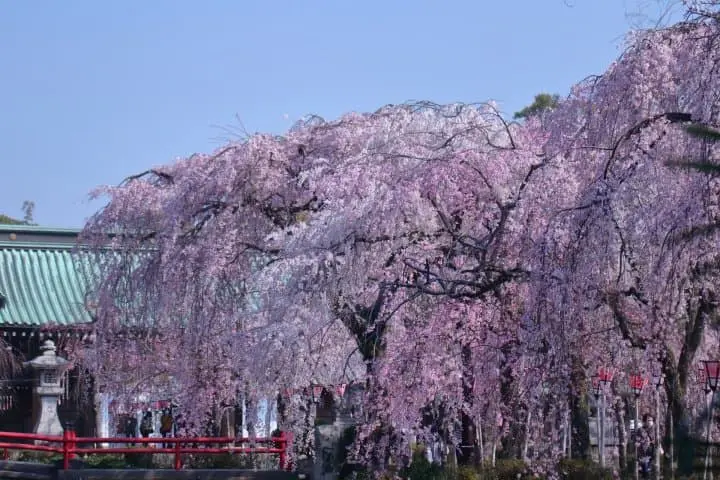 桜