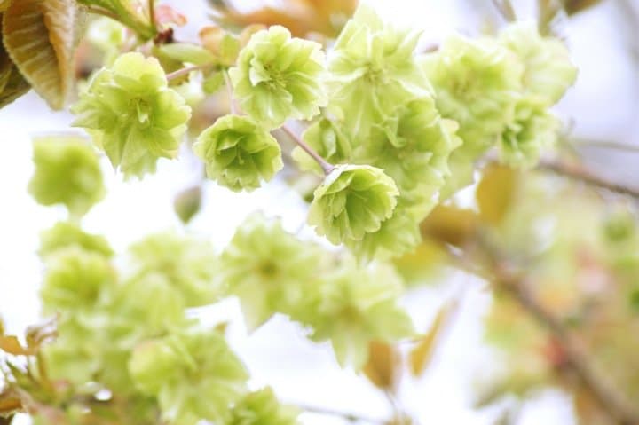 桜