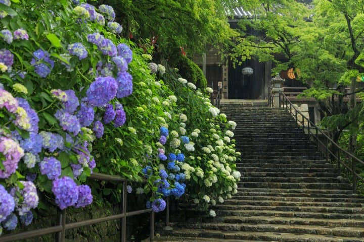 鎌倉 繡球花