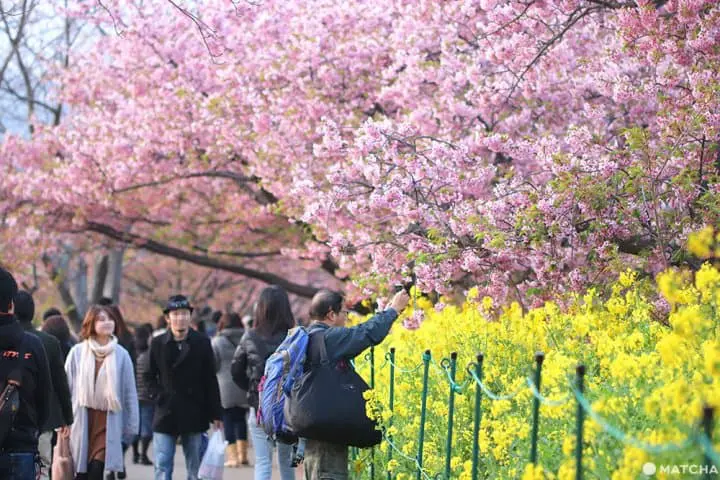 河津桜まつり――早咲きの桜を満喫しよう