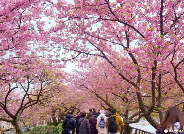 河津桜まつり――早咲きの桜を満喫しよう