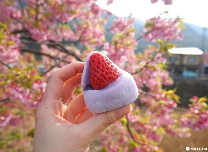 河津桜まつり――早咲きの桜を満喫しよう