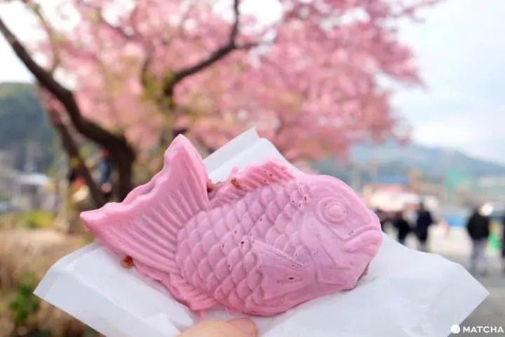 河津桜まつり――早咲きの桜を満喫しよう