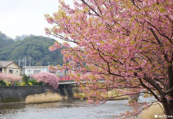 河津桜まつり――早咲きの桜を満喫しよう