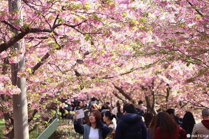 河津桜まつり――早咲きの桜を満喫しよう