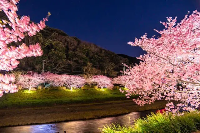 河津桜まつり――早咲きの桜を満喫しよう