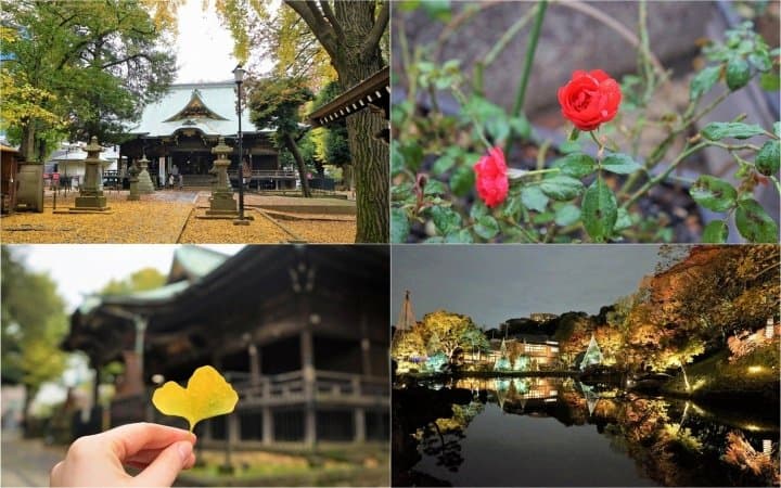 Visitez les parcelles du feuillage d'automne de Tokyo avec le pass journalier One Toei