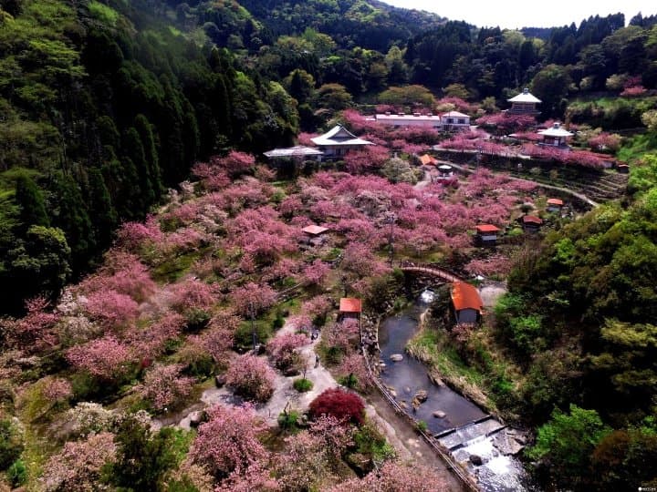 10 สถานที่ชมซากุระในคิวชู กับบรรยากาศซากุระที่เปี่ยมด้วยพลังแห่งธรรมชาติ
