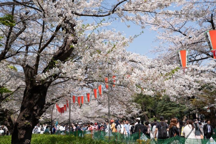 ueno park cherry blossoms