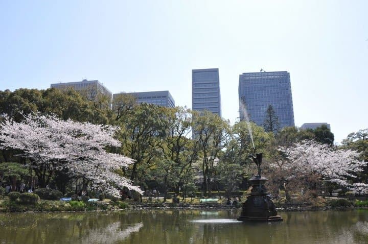 hibiya park sakura