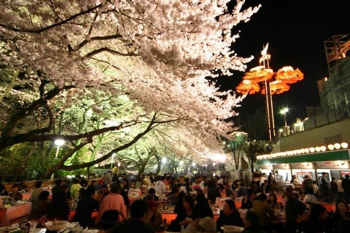 toshimaen tokyo cherry blossoms
