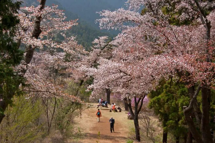 mt. takao cherry blossoms